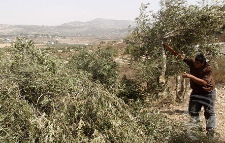 בחסות המסיק: 24 פיגועים התרחשו בסוף השבוע ביו"ש, כנראה שלא שמעתם עליהם