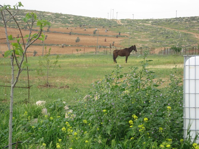 חוות הר סיני (הקול היהודי)