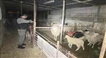 הפשיעה החקלאית: כבשים גנובות אותרו בשני מוקדים