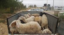 נעצרו שלושה ערבים שגנבו כבשים