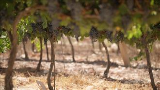 מהלכות ברכת הַטּוֹב וְהַמֵּטִיב על היין