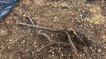 טרור חקלאי בגוש עציון: כמאה עצי דובדבן הושחתו