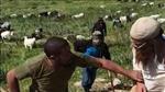 תיעוד: בדואים תוקפים חקלאי סמוך לרימונים