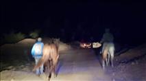 מרדף לילי: בדואים גנבו סוסים – החקלאים השיבו אותם