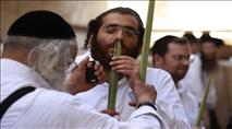ארץ זבת אתרוגים ולולבים