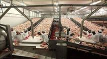 משגיח כשרות הותקף על ידי בדואים במפעל עופות בדרום