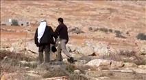 צפו: ערבים עוקרים עצי זית באדמות מדינה