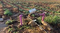 הטרור החקלאי: עשרות ראשי השקיה נגנבו בדרום