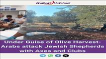 Under Guise of Olive Harvest- Arabs attack Jewish Shepherds with Axes and Clubs