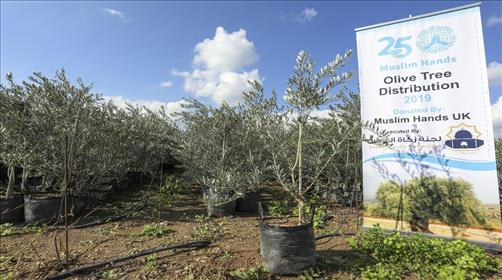 פרוייקט עצי הזית של חמאס.