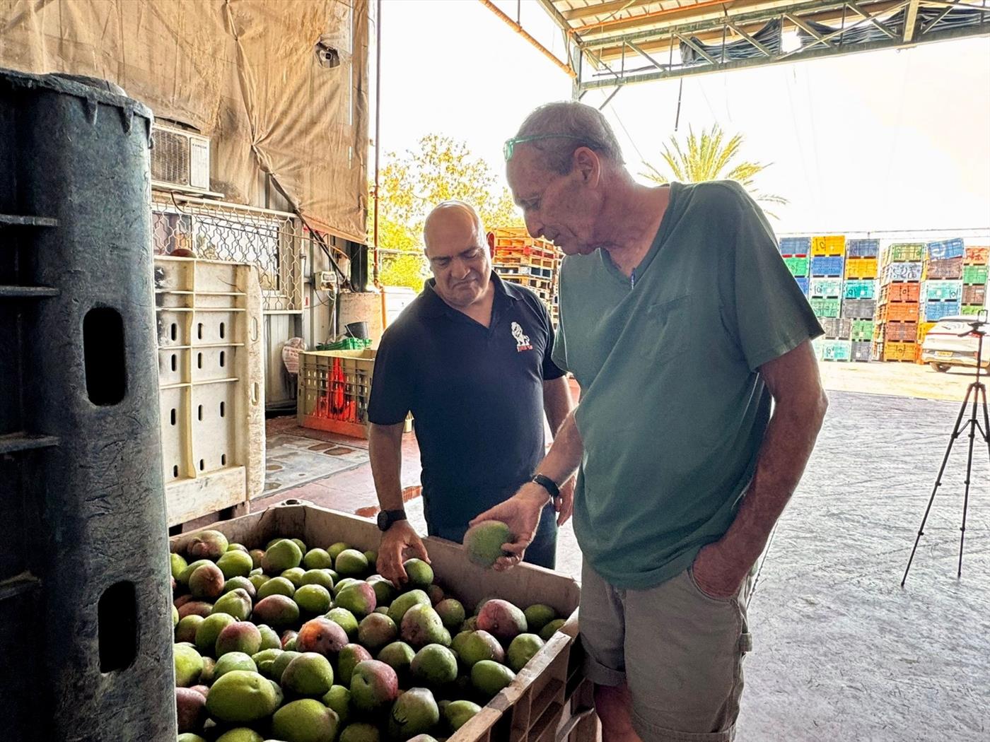 פרוטקשן בלי בושה: "יש לך חוב של שני מליון שקל לטובא"