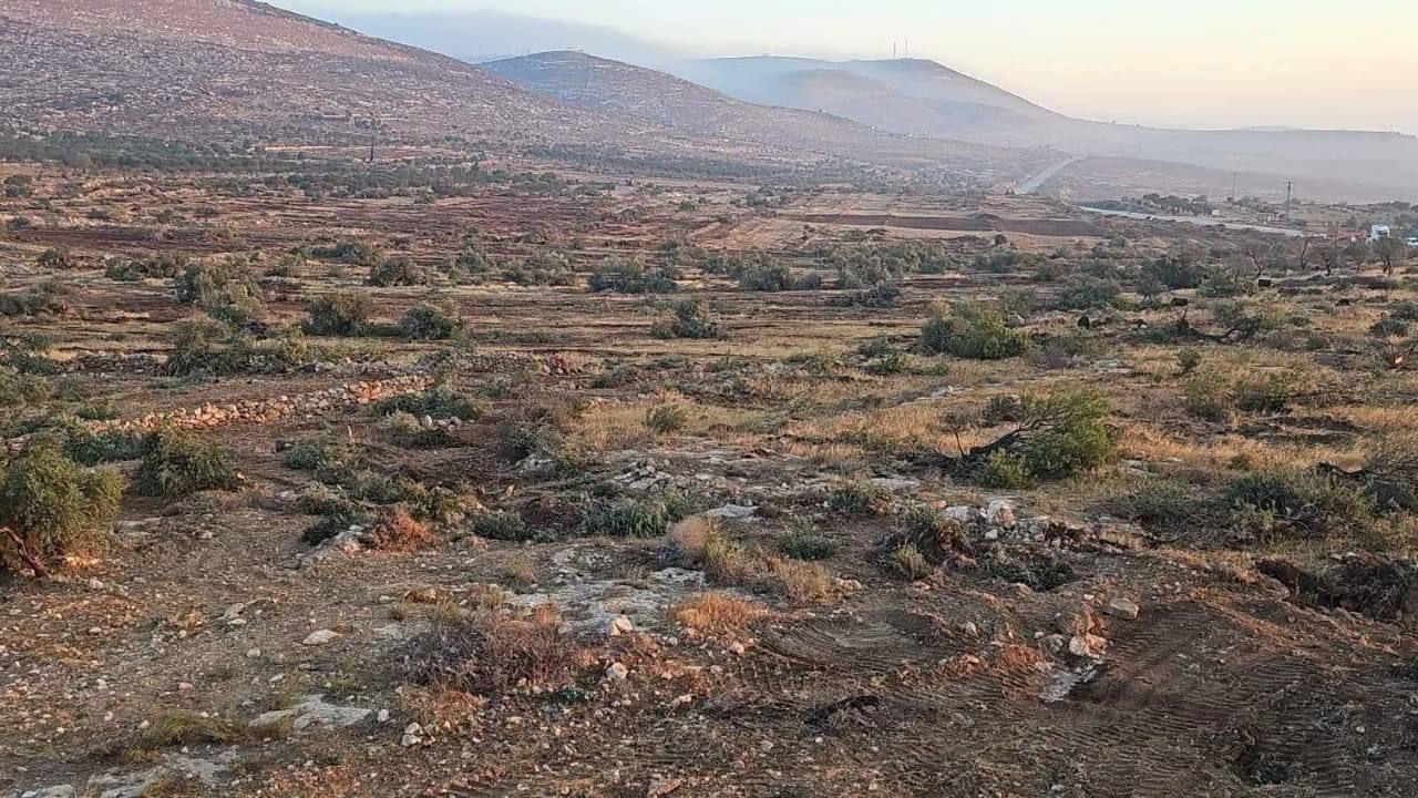 הג'יהאד החקלאי: חמאס מבכה את עצי הזית