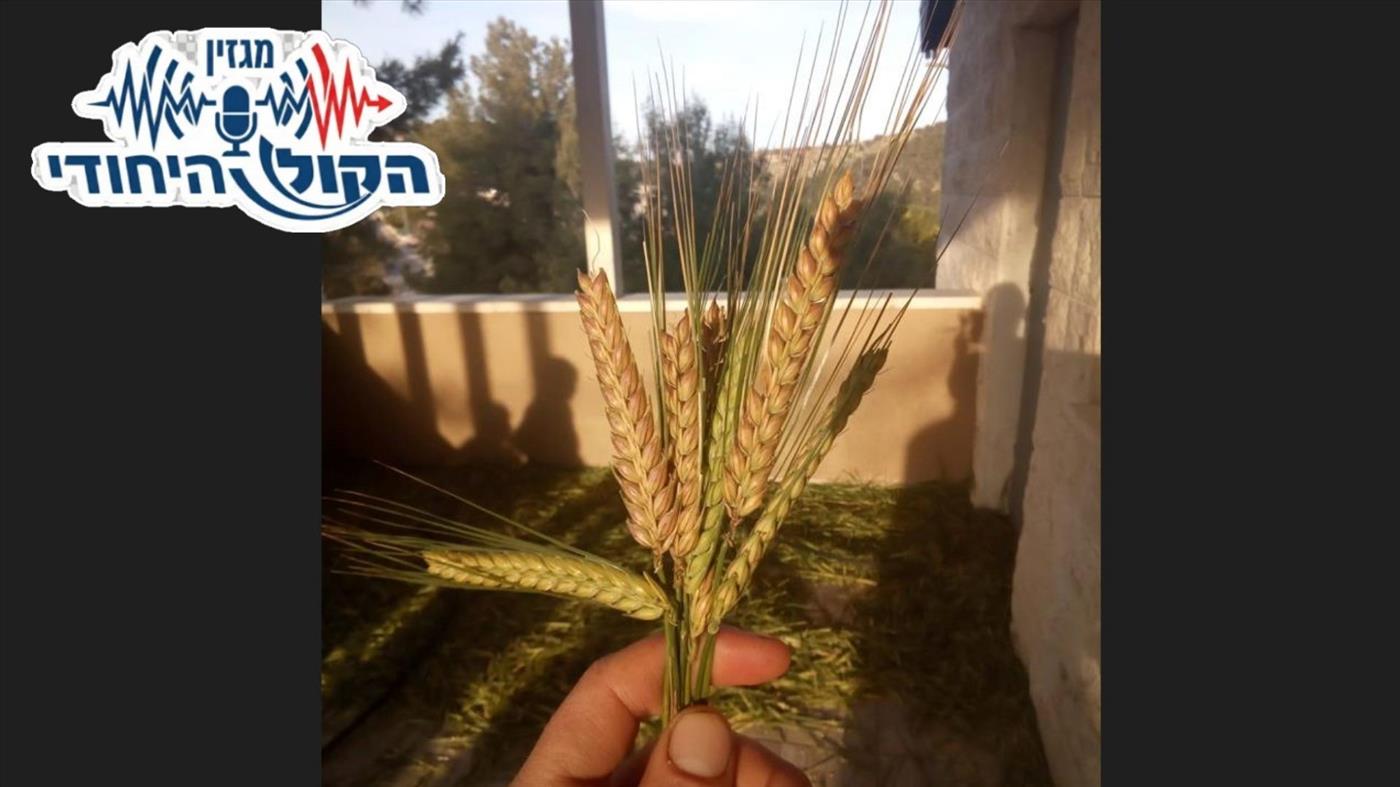 האישה שמפצחת את קורבנות המנחה