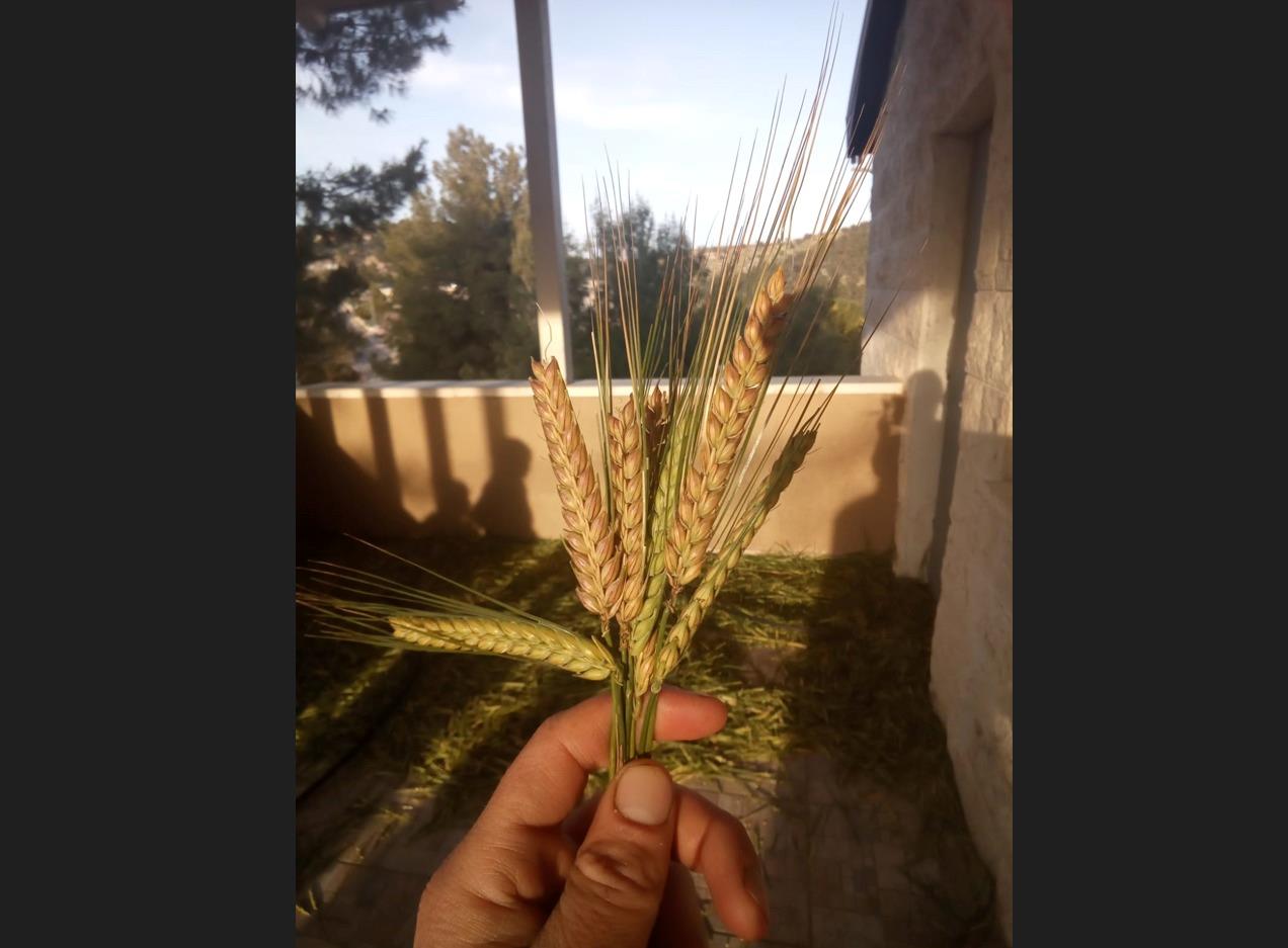 האישה שמפצחת את קורבנות המנחה