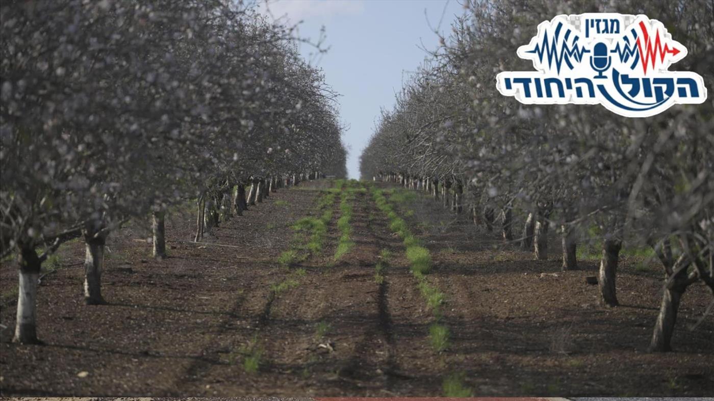 זה לא רק לנטוע עץ ולשכוח - איך בוחרים ומתחזקים את עץ הפרי החדש שלכם