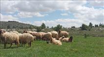 התערבות בוטה: בארגון ARZA טוענים - גרמנו לקק"ל לעצור את התקציבים לחוות
