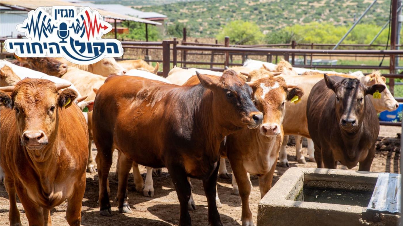 לחלוב פרה בעידן הייטק עם מגבלות מתקופת הצנע