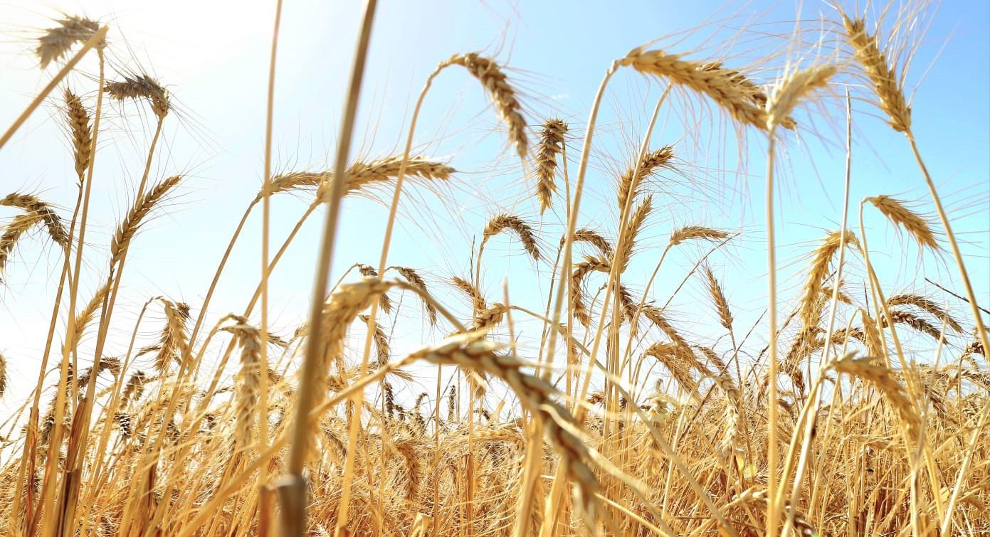 האם אתם יודעים להקטיר לבונה? כל מה שרציתם לדעת על מנחות המקדש