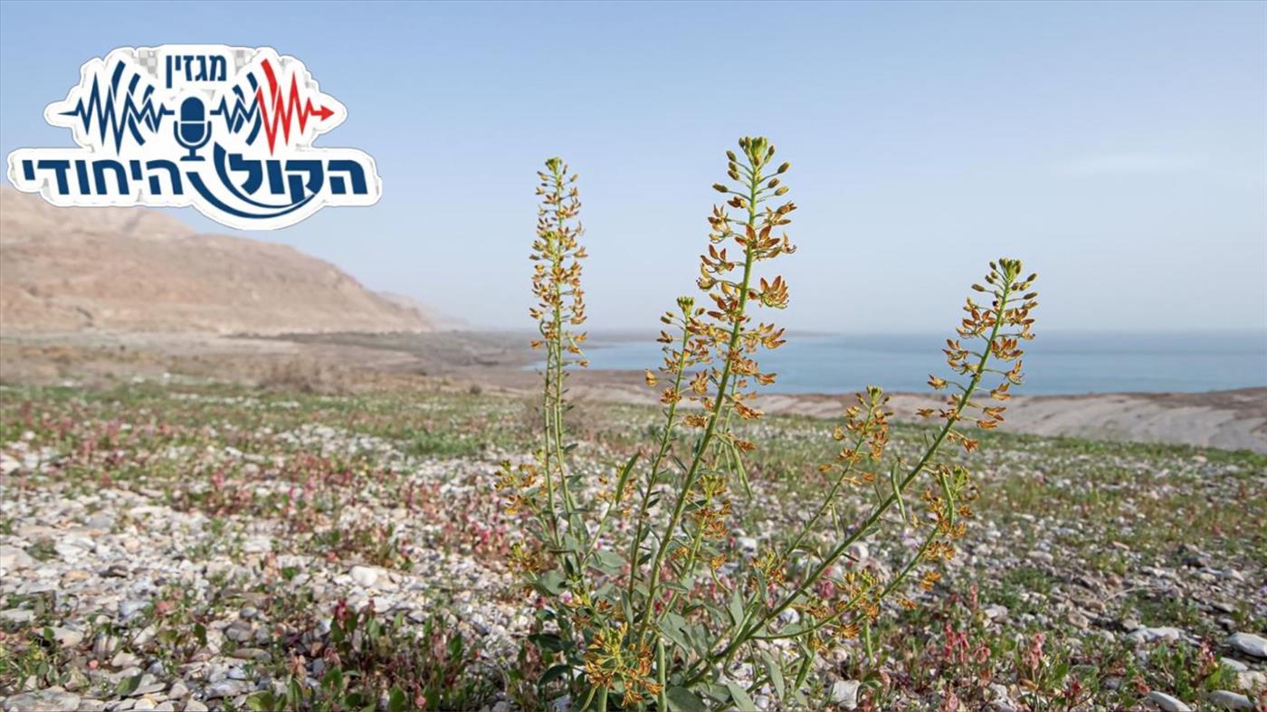 שעתו היפהפיה של הדרום