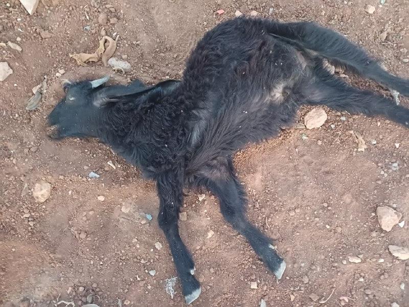 "אם היו מרעילים חיות לערבים, כל המדינה הייתה זועקת" טרור ההרעלות לא עוצר