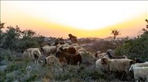 התשובה לתוכנית ערפאת: הכירו את הגוש החדש שמשנה את המציאות בשומרון