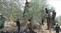 ללא מדים: שוטרים פלסטינים נשלחים למסיק סמוך ליישובים יהודיים