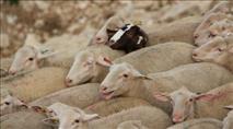 בדואים ניסו לגנוב כבשים – הרועה נעצר