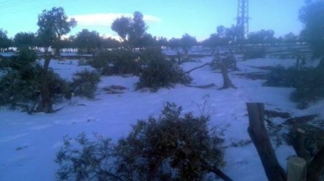 בשלג: עצי זית הושחתו