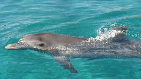 חמאס: תפסנו דולפין שריגל למען ישראל