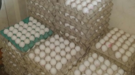 נתפסו עשרות אלפי ביצים מוברחות