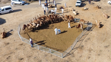 עשרות גמלים הוחרמו מ'עדר המוות'