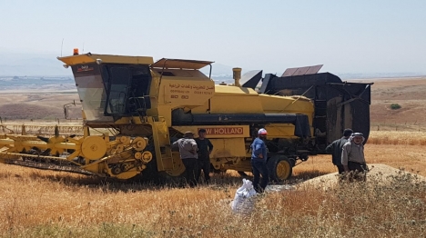 ערבים קוצרים בשדה מוקשים - צילום: אלישיב גדות, תנועת רגבים