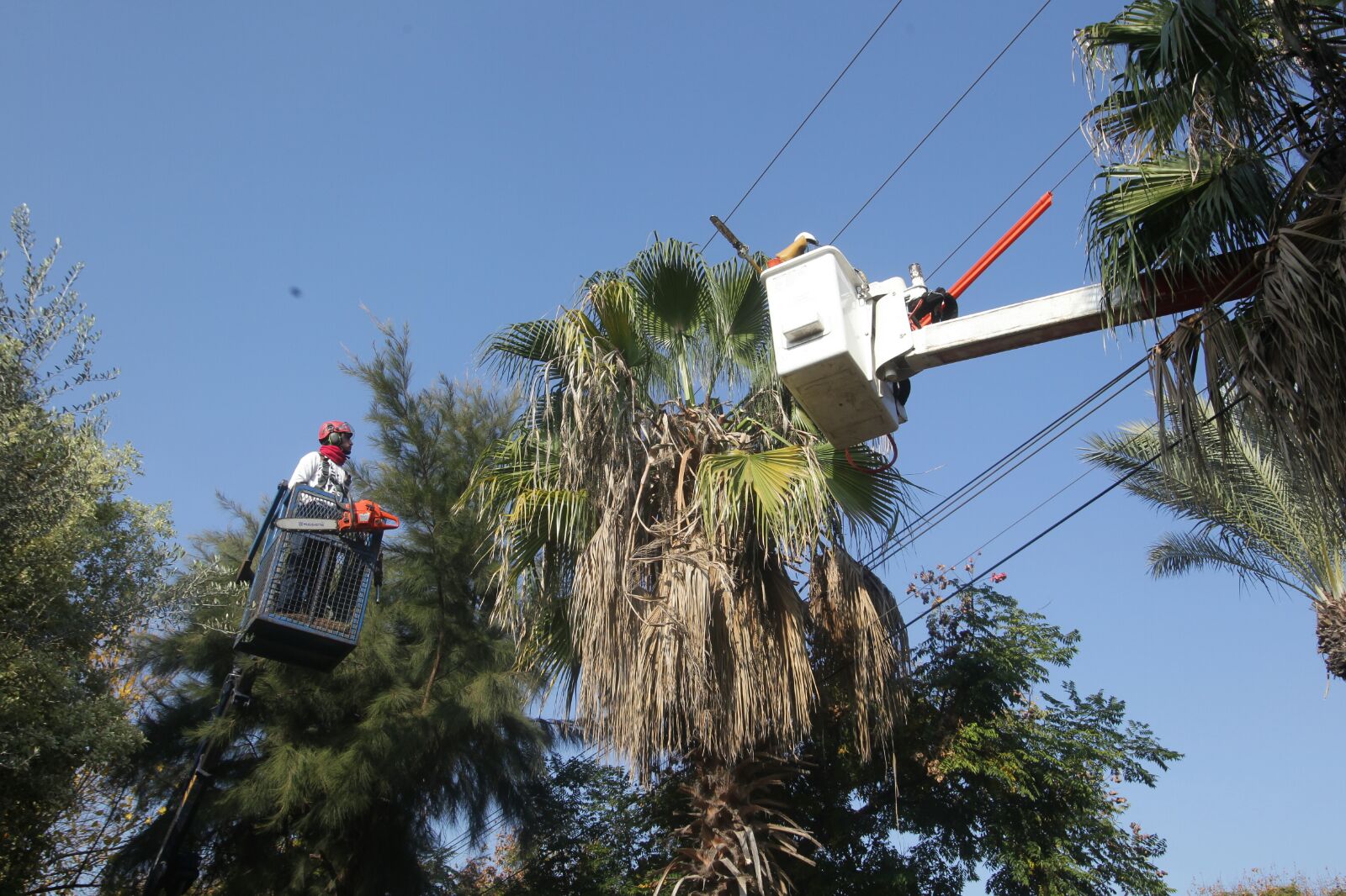 עובדי חברת החשמל כורתים ענפים ברעננה (יוסי וויס)